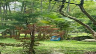 Field Day: Red Riding Hood Seduces in the Cabin